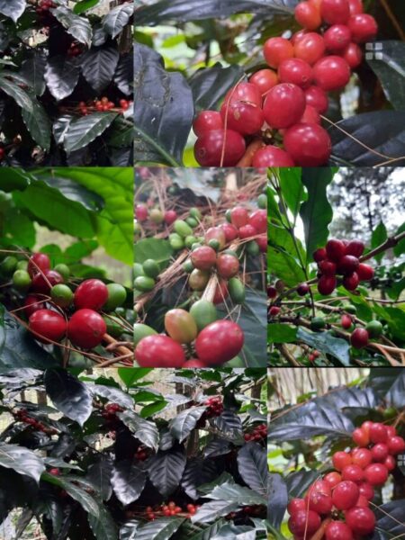 Gunung Halu Center-Kebun Kopi